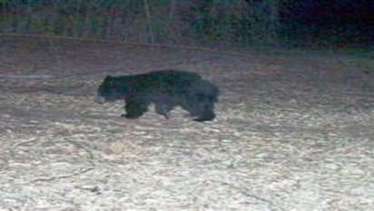 வனப் பகுதியில் சுற்றித் திரியும் 20-க்கும் மேற்பட்ட கரடிகள்; காமிராவில் சிக்கின…