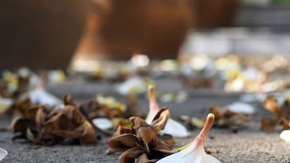 Girl jumps off to death from college building in Kerala