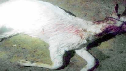 இறைச்சியில் விசம் வைத்து சிறுத்தைப் புலியைக் கொல்ல முயன்ற மூவர் கைது…