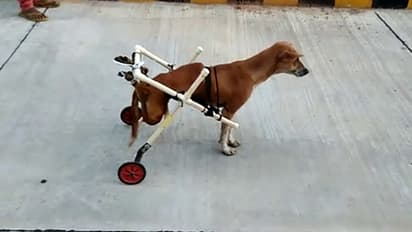 ಬೀದಿನಾಯಿಗೆ ಕೃತಕ ಕಾಲು ಜೋಡಣೆ: ಮಾನವೀಯತೆ ಮೆರೆದ ವೈದ್ಯರು