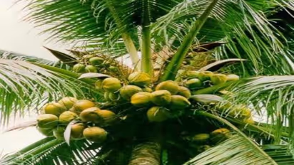 தென்னையை தாக்கும் நோய்களைக் கட்டுப்படுத்த உதவும் தொழில்நுட்ப வழிமுறைகள் இதோ...