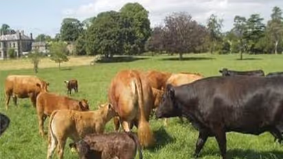 கால்நடைகளுக்கு மர மற்றும் பயறு வகை பசுந்தீவனங்களை எப்படி கொடுக்கணும்?