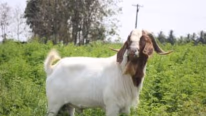 ஆடுகளின் கொம்பை நீக்குதல், காயடித்தல் போன்றவற்றால் ஏற்படும் நன்மைகள்...