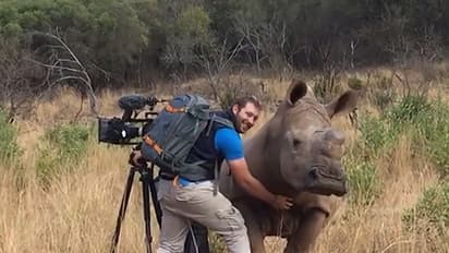 Tinder is reaching out to save this rhino aka ‘world’s most eligible bachelor’