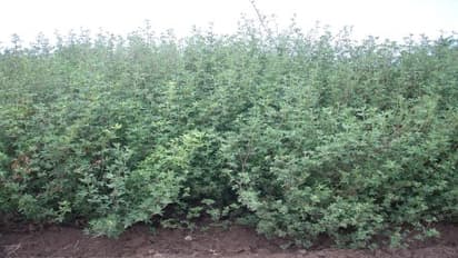 முயல் தீவனமான முயல் மசாலை சாகுபடி செய்யும் முறை இதோ..