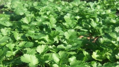 ஐந்து எளிய வழிகளில் கொத்தமல்லி சாகுபடி குறிப்புகள்…