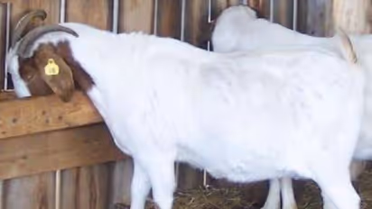 வெள்ளாடுகளில் சினைக்கான அறிகுறிகள் மற்றும் சினைக்காலம் ஒரு பார்வை...