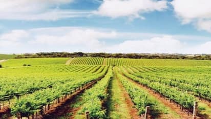 கரடுமுரடான காட்டுப்பகுதியை சரியாக பயன்படுத்தினால் பணத்தை அள்ளலாம்