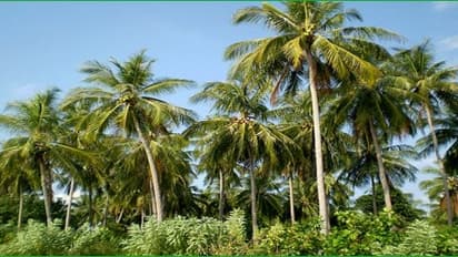 தென்னை மரத்தில் தூர் உளுத்து கொட்டுவது எப்படி தடுக்கலாம்?,