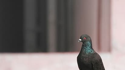 Indian officials capture Pakistani 'spy' pigeon carrying coded message