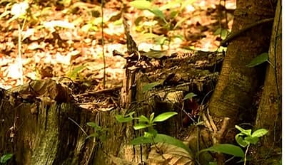 Kannur Tree Cut: റോഡ് വികസനത്തിനായി മരം മുറിച്ചതിൽ അഴിമതി; വിജിലൻസ് അന്വേഷണം തുടങ്ങി