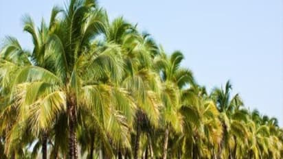 தாய் மரங்களில் இருந்து விதை எடுக்க இந்த வழிமுறைகளை கடைபிடியுங்கள்…