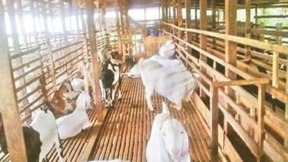 வெள்ளாடுகளுக்கு புரதம், தாதுப்பு மற்றும் உலர்ந்த தீவனம் அளிக்கும் முறை ஒரு அலசல்