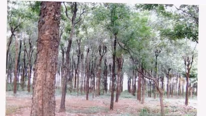 அணுக் கதிர்களைத் தடுக்கும் அரண் "செஞ்சந்தன மரம்" சாகுபடி செய்வது, அனுமதி பெறுவது எப்படி? முழு தகவல் உள்ளே...