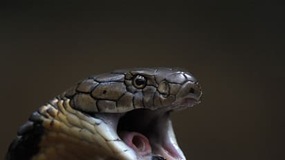 പാ​മ്പിന്‍റെ വാ​യ തു​ന്നി​ക്കെ​ട്ടാ​ൻ ശ്ര​മി​ക്കു​ന്ന​തി​നി​ട​യി​ൽ ക​ടി​യേ​റ്റയാൾക്ക് ദാരുണാന്ത്യം