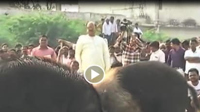 తాడిపత్రిలో పందుల పందేలను నిర్వహించిన ఎంపి జేసి (వీడియో)