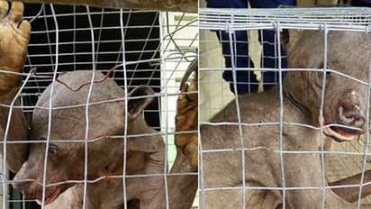 Watch: Was an alien-like creature spotted at the Karnataka-Kerala border?