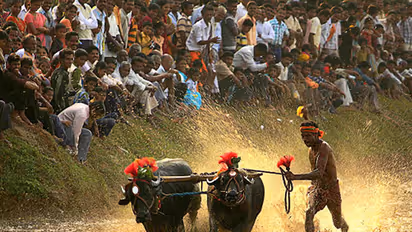 With amendment on its way, ban on Kambala likely to be lifted
