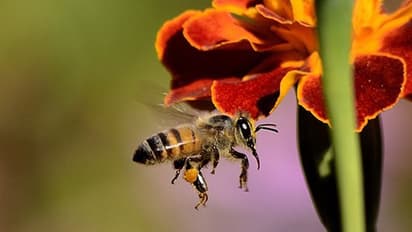 Stung by a bee: Here's what you need to do besides panicking