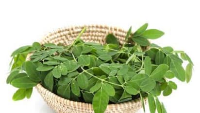 உயிர்ச் சத்துகளை அதிகம் கொண்ட முருங்கைக் கீரையின் அரிய மருத்துவ குணங்கள்…