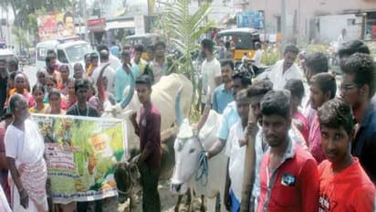 சேலம் - சென்னை இடையே 8 வழி சாலை அமைக்க கூடாது; 100-க்கும் மேற்பட்ட மக்கள் மாடுகளை அழைத்துவந்து மறியல்...