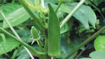 காய்கறிப் பயிர்களை அதிகமாகத் தாக்கும் கள்ளிப்பூச்சிகளை கட்டுப்படுத்த இதை பயன்படுத்துங்க…