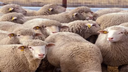 வெள்ளாடுகளுக்கும், செம்மறியாடுகளுக்கும் அப்படி என்ன வேறுபாடுகள் இருக்கு?