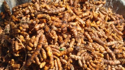 மஞ்சள் நாற்றை இந்த முறையில் நட்டு 50 சதவீதம் அதிக மகசூல் பெறலாம்…