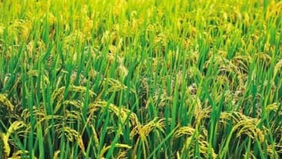 நெல் சாகுபடியில் இயற்கை உரமான பசுந்தாள் உரத்தை இப்படித்தான் இடணும்...