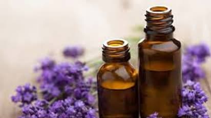From skin to hair to health: Benefits of lavender oil you should know