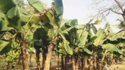 திசு வாழை சாகுபடி தொழில்நுட்பம் பற்றி தெரிஞ்சுக்கலாமா?