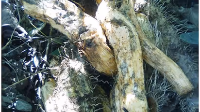 ക്യാന്സര് അടക്കം സകല രോഗങ്ങളും അകറ്റും, ഈ കിഴങ്ങ്