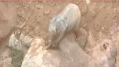 ತಾಯಿ ಶವದ ಮುಂದೆ ಮರಿಯಾನೆಯ ರೋದನೆ: ಮನಕಲಕಿಸುತ್ತೆ ಈ ವಿಡಿಯೋ