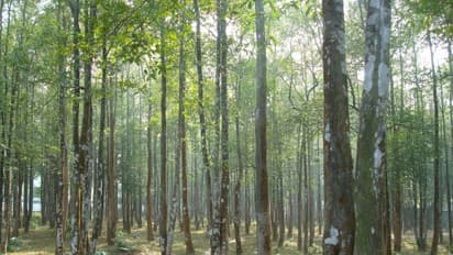 அகர் மரம் பற்றி உங்களுக்கு தெரியாத சில தகவல்கள் இதோ...