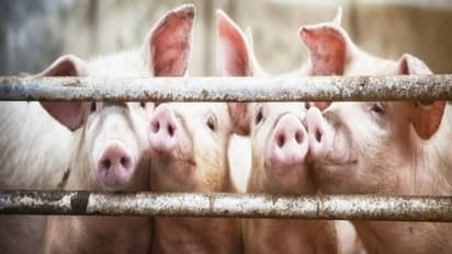 பன்றி உடலுறுப்பை மனிதனுக்கு பொருத்தும் அதிசய திட்டம்...!