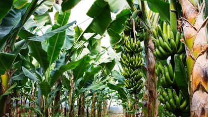 வாழையை தாக்கும் தண்டு கூன் வண்டு - அறிகுறிகள் முதல் தீர்வு வரை பார்க்கலாமா?