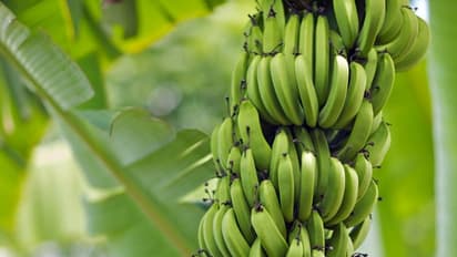 அல்சர் நோயை குணப்படுத்தும் சக்தி பச்சை வாழைப்பழத்திற்கு உண்டு. இன்னும் நிறைய டிப்ஸ் உள்ளே...