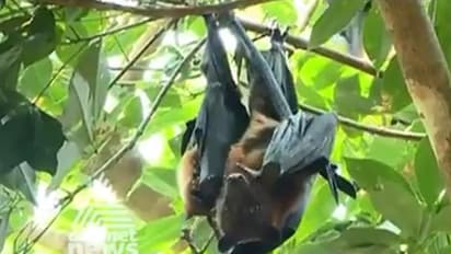 വവ്വാലുകള് പേടിക്കുമ്പോഴാണ് വൈറസ് പുറത്തുവരുന്നത്, ഇവയെ തുരത്തരുത്: മൃഗസംരക്ഷണ വകുപ്പ്