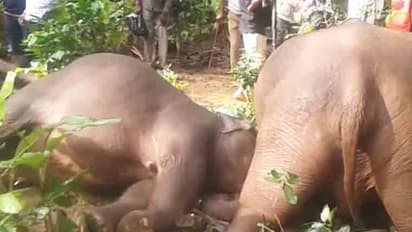 Elephant death in Virajpet: Who will take the responsibility?