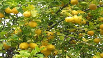 எலுமிச்சை சாகுபடியில் பயிர்ப் பாதுகாப்பை உறுதி செய்வது எப்படி?