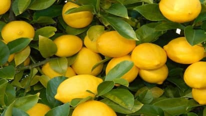 இவைதான் எலுமிச்சை பயிரைத் தாக்கும் முக்கியமான நோய்கள்…