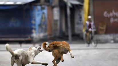 തെരുവുനായ കുറുകെ ചാടി, ബൈക്ക് മറിഞ്ഞു; കോഴിക്കോട്ട് ദമ്പതികൾക്ക് പരിക്ക്