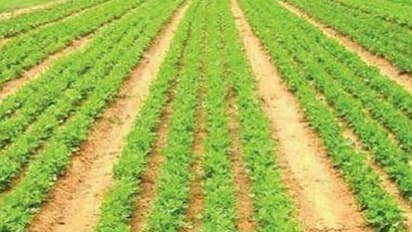 நிலக்கடலைக்கு இப்படிதான் உரமிடணும்…