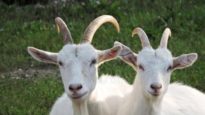 வெள்ளாடுகளில் பால் கறக்கும்போது இத்தனை விஷயங்களை கவனிக்கணும்...