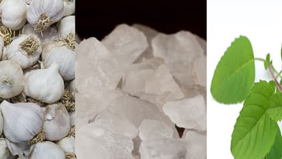 5 home remedies that work as mosquito repellents during monsoon