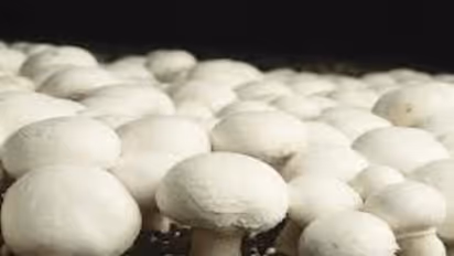 ஒருங்கிணைந்த பண்ணையில் காளான் மற்றும் மீன் வளர்க்கும் முறை இதோ...