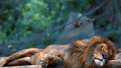 ಮೃಗಾಲಯಗಳಲ್ಲಿ ಪ್ರಾಣಿಗಳ ಸಾಕಲು ದುಡ್ಡಿಲ್ಲ!