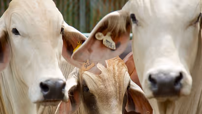 #Semifinals18: BJP's Telangana manifesto pledges free distribution of 1 lakh cows during festivals