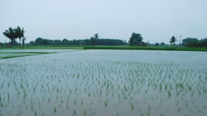 India targets record 285.2 MT foodgrain output in 2018-19 after bumper production in last crop year