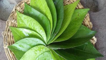 அல்சரைப் போக்கும் வெற்றிலையின் மற்ற மருத்துவ பயன்கள் இதோ…